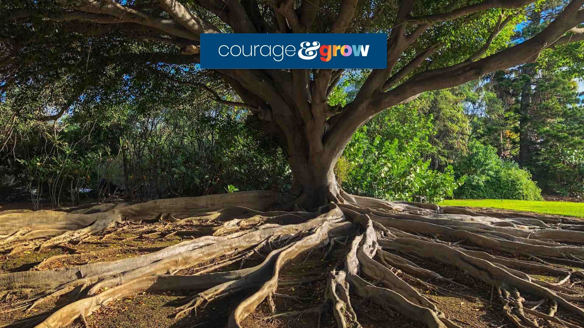 tree in forest with roots business core values